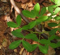 Image result for Arachis hypogaea