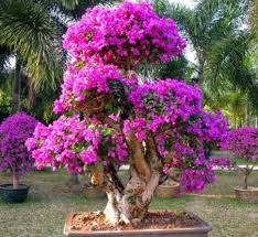 Cara menggambar bunga kertas yang mudah gambar bunga bougenville 35 hits gambar sketsa bunga kembang kertas terlengkap paperbola Cara Budidaya Tanaman Hias Bunga Kertas Thehijau Com