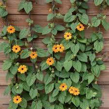 Image result for Thunbergia alata