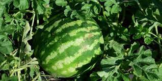 We did not find results for: Companion Plants For Melons