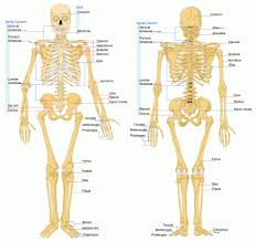 Besides, the bones in human body are classified into various categories. Human Body Joints Names Anatomy Of The Bone Structure