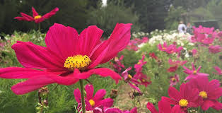Der botanische garten der stadt krefeld, dessen entwicklung bereits im jahre 1928 begann, beherbergt inzwischen rund 5.000 pflanzenarten. Botanischer Garten Gartenkunst Zum Wohlfuhlen Lokalites