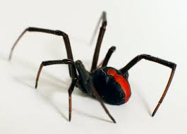 What does a black widow bite look like? Hidden Housemates The Australian Redback Spider