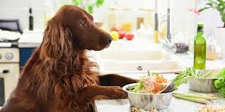 We were spending over $400 a month on medications, allergy shots and food, it was literally insane. What Is Fresh Pet Food And Is It Actually Better Wirecutter