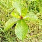 Image result for Stipularia africana