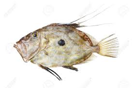 Come to john dory's for the freshest fish, tastiest sushi & juiciest grills. Zeus Faber John Dory Fish Isolated On White Stock Photo Picture And Royalty Free Image Image 8316408