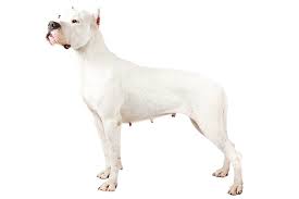Dogo Argentino Dog Breed Information American Kennel Club