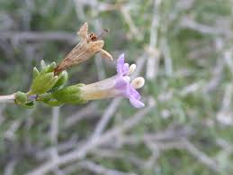 Image result for Lycium mascarenense