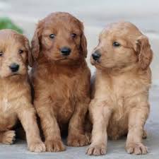 We are a family of small hobby goldendoodle breeders that absolutely adore goldendoodles and their loving personalities. Goldendoodle Puppies Near Dallas Tx Home Southland Puppies