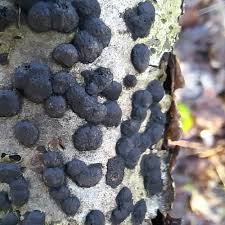 Image result for Hypoxylon multiforme
