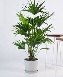 Buy Potted Chinese Fan Palm Indoor Plant Bloomscape In 2020 Chinese Fan Palm Indoor Plants Plants