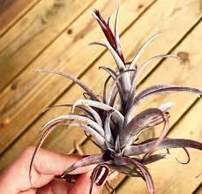 Image result for Buchnera capitata