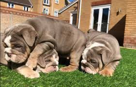 We did not find results for: English Bulldog For Sale Teacup Puppies For Sale Near Me Facebook