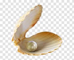 Acquerello perla e conchiglie oceano tema arredamento della casa. Seashell Pearl Clip Art Clam Sea Transparent Png