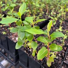 Image result for Catha edulis