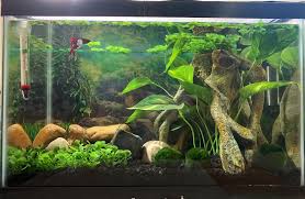 Monitor your fish.9 x research source keep a close eye on your betta for the first few days after adding it to the community tank. Betta Tropical Tank Fresh Water Fish Tank Fish Tank Plants Tropical Fish Tanks