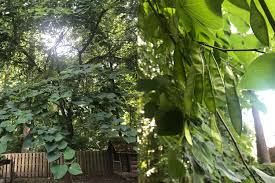 Check spelling or type a new query. Umbrella Shaped Tree Whatsthisplant