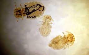 Image result for what do lice look like in dog fur