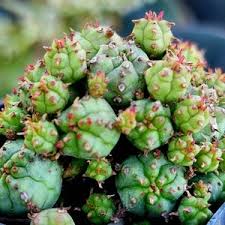 Image result for Euphorbia cooperi