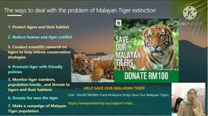 World wildlife fund is a wildlife conservation charity located in washington, dc. Due10012 Communicative English 1 Oral Presentation Treasure Our Malayan Tiger Youtube