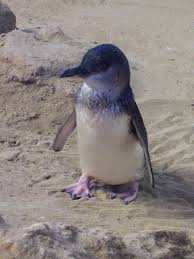 The little penguin (eudyptula minor) is the smallest species of penguin. Little Penguin