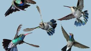 North american hummingbirds average around 53 beats per second in normal flight. Hummingbird Flight Saddlebag Notes Tucson Com