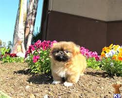 Browse adorable, healthy pups from 100+ breeds and find your new family member. Pekingese Puppy For Sale Adorable Pekingese Puppy 10 Weeks Old In San Diego 9 Years Old