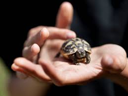 A Guide To Caring For Hermanns Tortoises As Pets