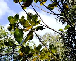 Image result for Uapaca