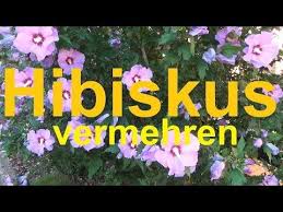 Hibiskus Vermehren Absenker Hibiskus Absenker Stecklinge Vermehren Selber Ziehen Hibiscus Eibisch Youtube Hibiskus Pflege Hibiskus Stecklinge