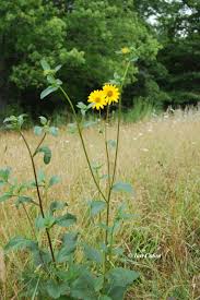 Image result for Helianthus