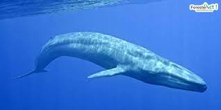 Check spelling or type a new query. Mamalia Terbesar Di Dunia