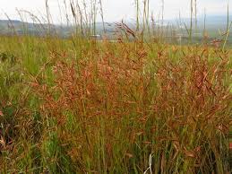 Image result for Monocymbium