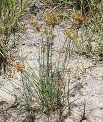 Image result for Cyperus haspan