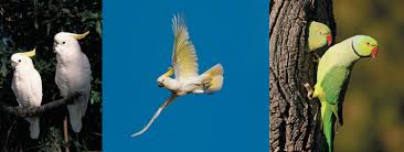 Big Ringed Or Alexandrian Parrot. Alexandrine Parakeet . Stock Photo -  Image Of Talking, Green: 113280130