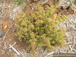 Image result for Crassula expansa