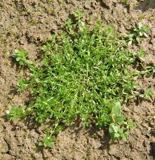 Image result for Callitriche oreophila