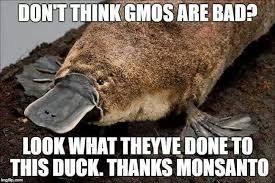 Platypus Meme Funny Animal Names Funny Animal Pictures Animals