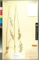 Image result for Eragrostis nindensis