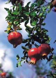 Tree care is a critical investment for the future of your landscape. Everything To Know About Pomegranate Trees