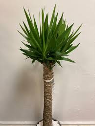 Image result for yucca gigantea en casa