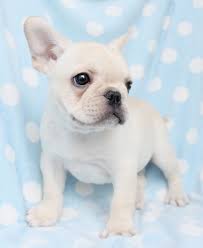 Breeding sound and healthy french bulldogs. French Bulldog Puppies For Sale South Florida Bulldog Puppies French Bulldog Puppies Puppies And Kitties