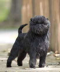 100 Affenpinschers Ideas Affenpinscher Affenpinscher Dog Brussels Griffon