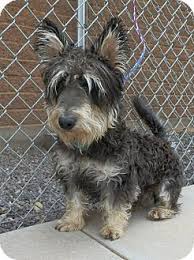 Corgi puppies for adoption utah. Ryan Adopted Dog Ogden Ut Schnauzer Miniature Corgi Mix Miniature Corgi Corgi Mix Corgi