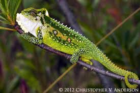 Image result for Chamaeclitandra