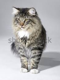 Check spelling or type a new query. Tabby Norwegian Forest Cat Stock Photo C Prill 1923544 Stockfresh