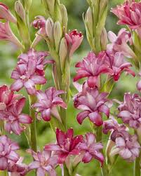 Image result for Polianthes tuberosa