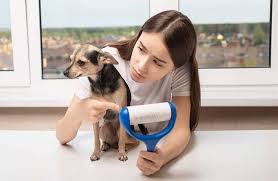 The extra fur on their body acts as a magnet to anything they come into contact with. Chihuahua Shedding What To Do About It