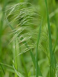 Image result for Bromus leptoclados