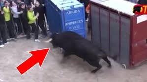 Un horoscope 2020 taureau de renouveau s'annonce et il fera suite aux réflexions des mois passés. Un Taureau Enerve Seme La Panique En Ouvrant Lui Meme Sa Cage